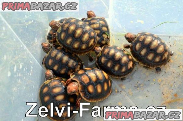 ŽELVY UHLÍŘSKÉ – vlastní odchov! – fotografie 7