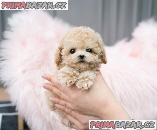 Stunning Maltipoo puppy Available For Adoption. – fotografie 1