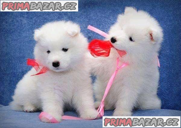 Lovely Samoyed puppy Available For Adoption. – fotografie 1