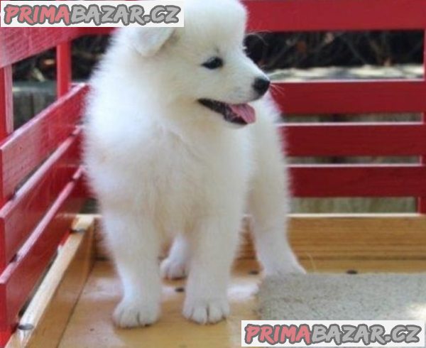 Lovely Samoyed puppy Available For Adoption. – fotografie 2