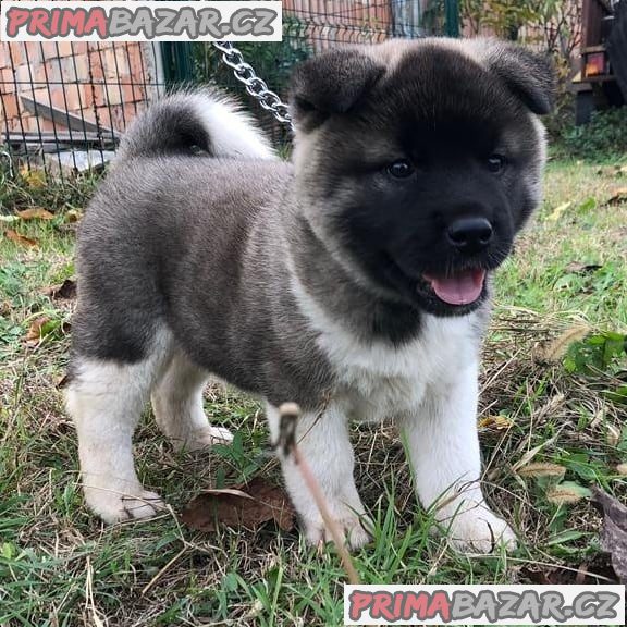 amazing Akita puppy Available For Adoption. – fotografie 1