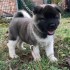 amazing Akita puppy Available For Adoption.