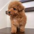 Charming Poodle puppy Available For Adoption.