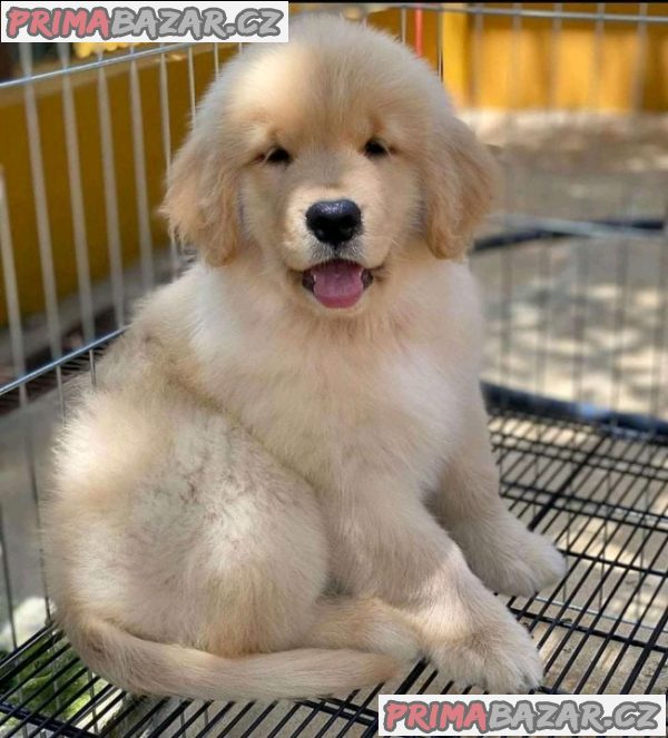 Lovely Golden Retriever puppy Available For Adoption. – fotografie 2
