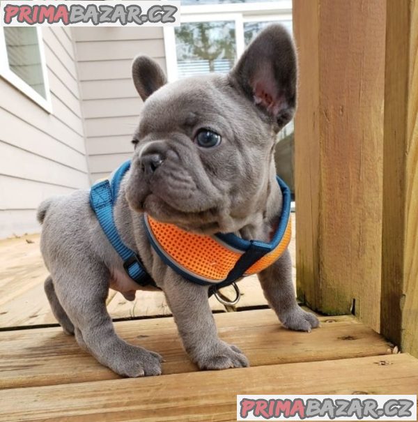 French Bulldog Puppies for Adoption – fotografie 1