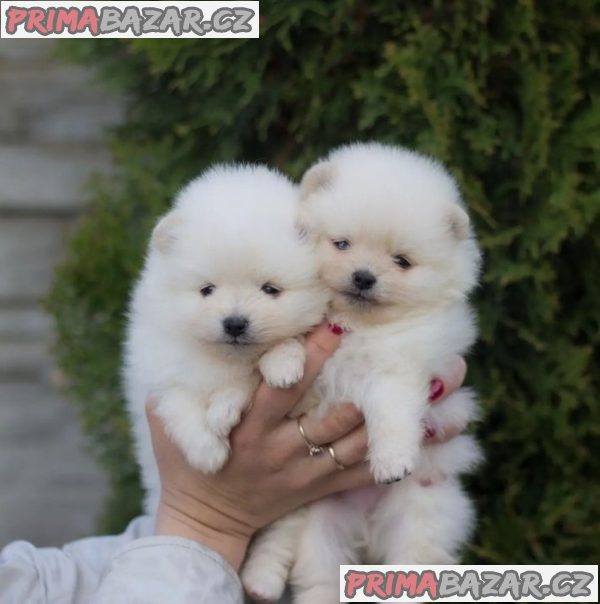 Beautifull Pomeranian puppy Available For Adoption. – fotografie 1