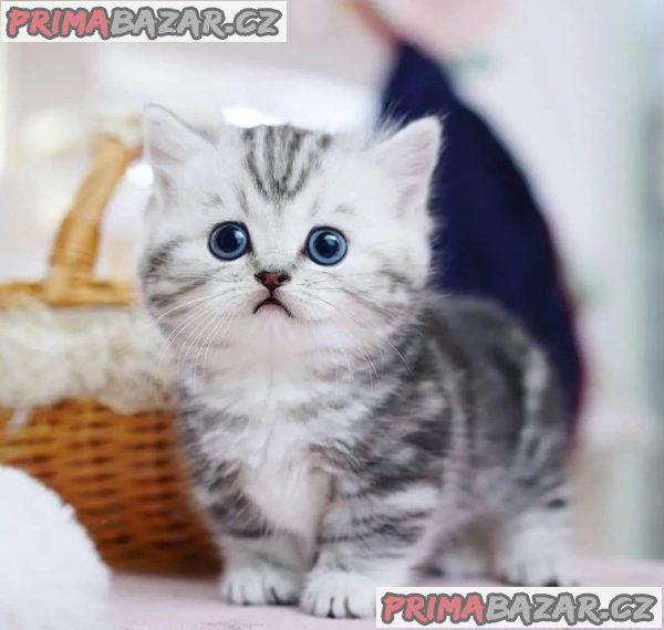 Charming Munckin Kitten Ready For Adoption. – fotografie 2