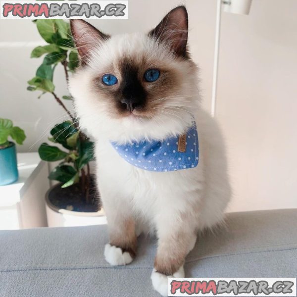 Beautifull Ragdoll Kitten Ready For Adoption. – fotografie 2