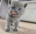 Adorable British shorthair Kitten Ready For Adoption.