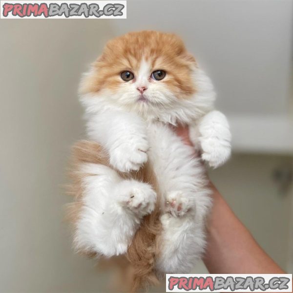 Charming Scottish Fold Kitten Ready For Adoption. – fotografie 1