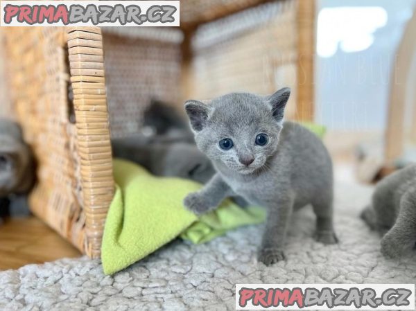 Adorable Russian Blue-Face Kitten Ready For Adoption. – fotografie 2