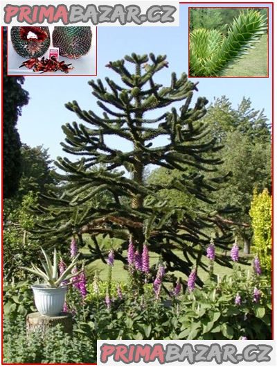 sazenice Araucaria araucana – fotografie 1