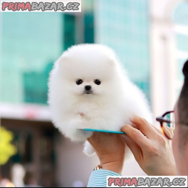 Mini pomeranian - štenata Fenku – fotografie 3