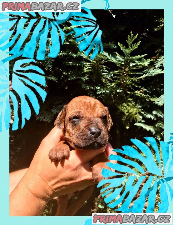 štěně Rhodéský ridgeback s PP – fotografie 1