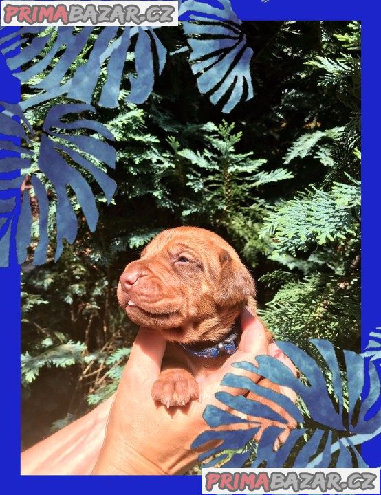 štěně Rhodéský ridgeback s PP – fotografie 4