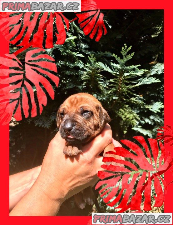 štěně Rhodéský ridgeback s PP – fotografie 5