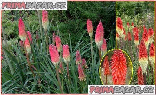 Kniphofia Uvaria "mnohokvět" - mix barev - semena – fotografie 1