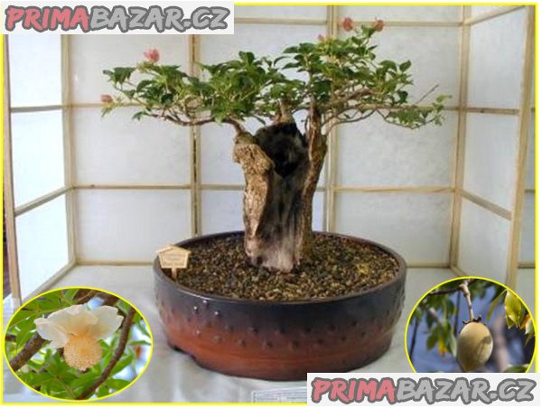 Baobab - Adansonia digitata - semena – fotografie 1