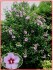 Hibiscus Syriacus L - Ibišek syrský fialový  - semena