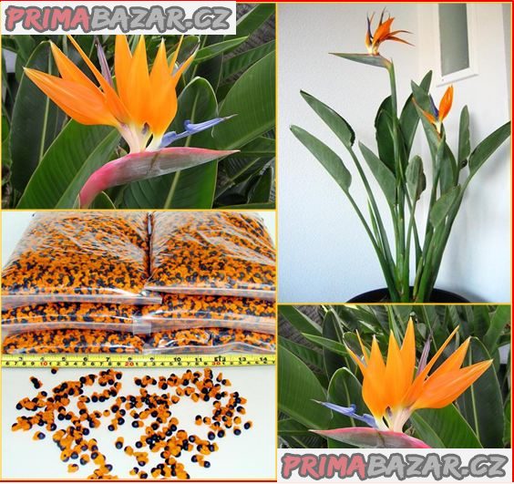 Sazenice Strelitzia Reginae – fotografie 1