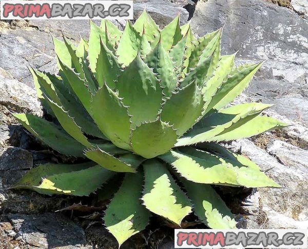 sazenice Agave cupreata – fotografie 1