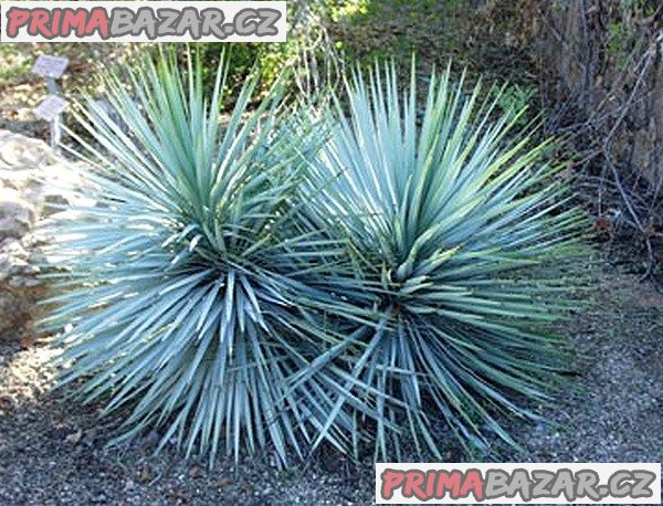 Sazenice Yucca rigida – fotografie 1
