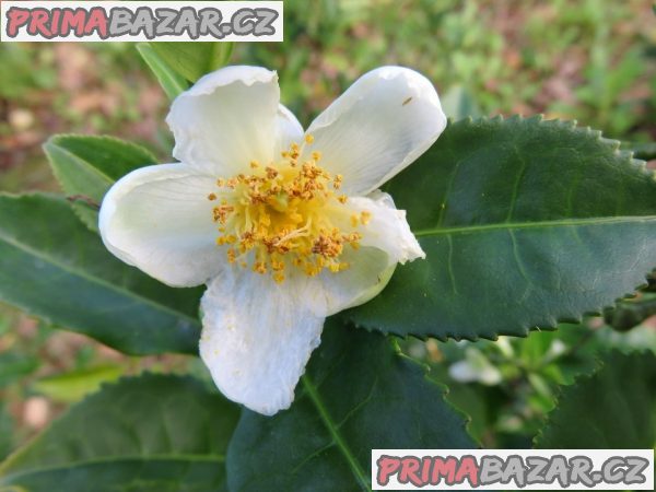 ♣ 10 x sazenice čajovník čínský - zvýhodněná nabídka Balení obsahuje 10 sazenic o velikosti 10-15 cm – fotografie 1
