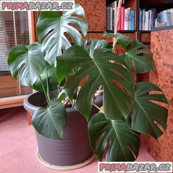 Monstera – fotografie 1