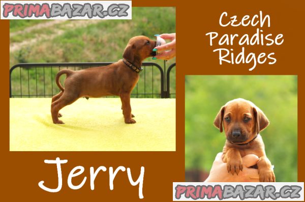 Rhodéský ridgeback s PP – fotografie 7
