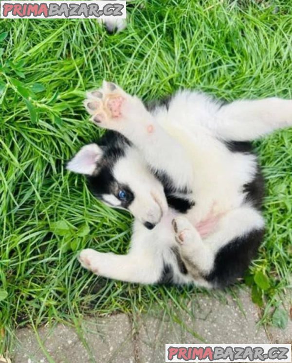 Sibiřský husky Fenku – fotografie 2