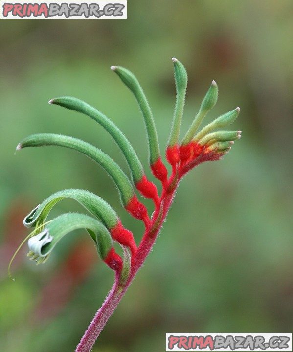 Anigozanthos manglesii - klokaní tlapky Balení obsahuje 10 semen – fotografie 1