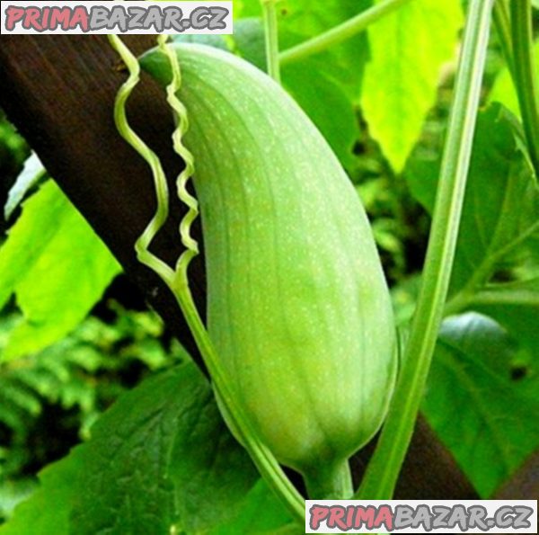 Ačokča - Cyclanthera pedata Balení obsahuje 10 semen – fotografie 1