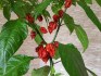 Chilli Carolina reaper Balení obsahuje 10 semen