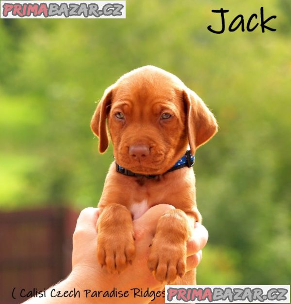 Rhodéský ridgeback s PP – fotografie 4