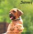 Rhodéský ridgeback s PP