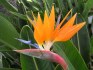 Sazenice Strelitzia reginae vel. cca 8-10 cm