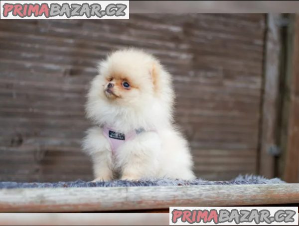 Německý špic trpasličí (Pomeranian) – fotografie 1