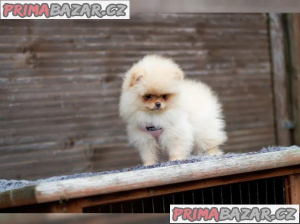 Německý špic trpasličí (Pomeranian) – fotografie 4