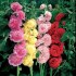 Alcea Rosea - topolovka