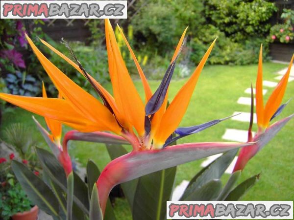 2 x naklíčené semeno Strelitzia Reginae – fotografie 1