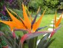 2 x naklíčené semeno Strelitzia Reginae