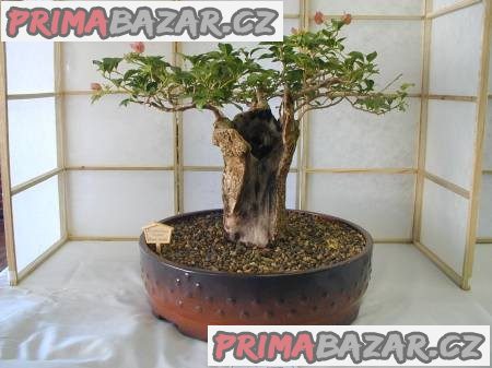 Sazenice baobab - Adansonia digitata vel. cca 30-40 cm – fotografie 1