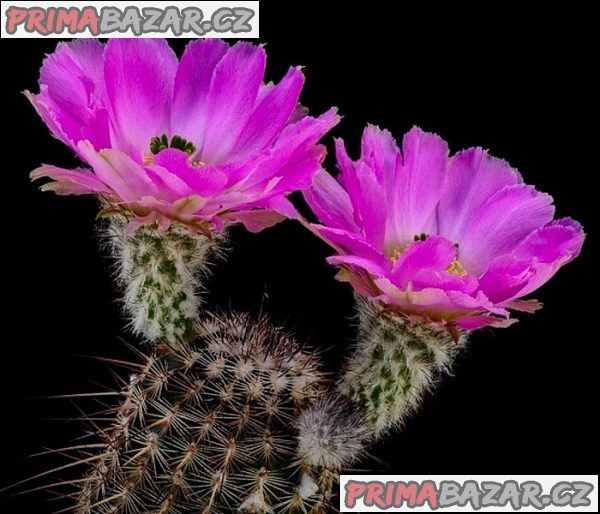 Kaktus Echinocereus armatus PP 22 Balení obsahuje 20 semen – fotografie 1