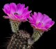 Kaktus Echinocereus armatus PP 22 Balení obsahuje 20 semen