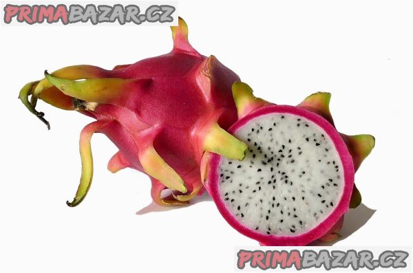 ♣ 100 x semena Kaktus Hylocereus undatus Zvýhodněná nabídka – fotografie 1