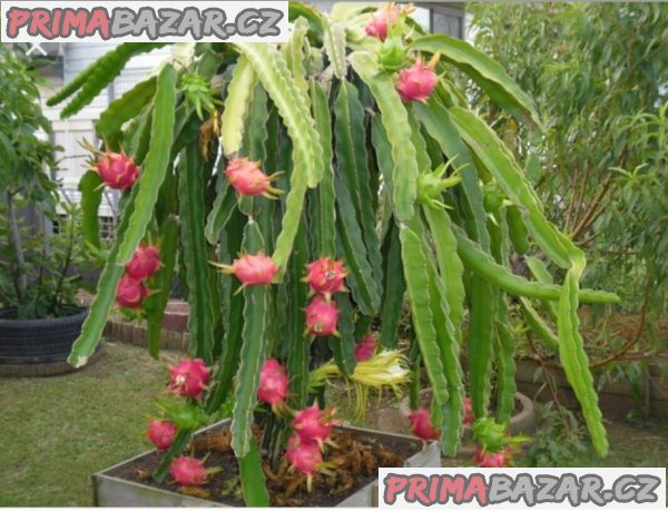 ♣ 100 x semena Kaktus Hylocereus undatus Zvýhodněná nabídka – fotografie 2