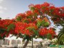 Delonix Regia - Ohňový strom Balení obsahuje 5 semen