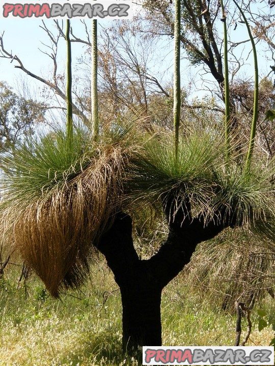 ♣ 80 x semena Trávový strom Xanthorrhoea preissii Zvýhodněná nabídka – fotografie 1