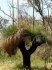 ♣ 80 x semena Trávový strom Xanthorrhoea preissii Zvýhodněná nabídka