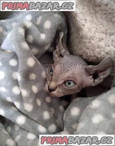 Elfí koťata Sphynx - Prodáno – fotografie 2